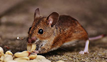 24 Hour & Emergency Exterminators in Sun Valley, ID